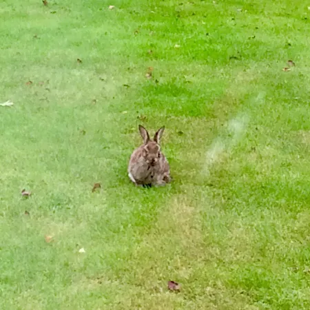 Panzió Niblick Bantry