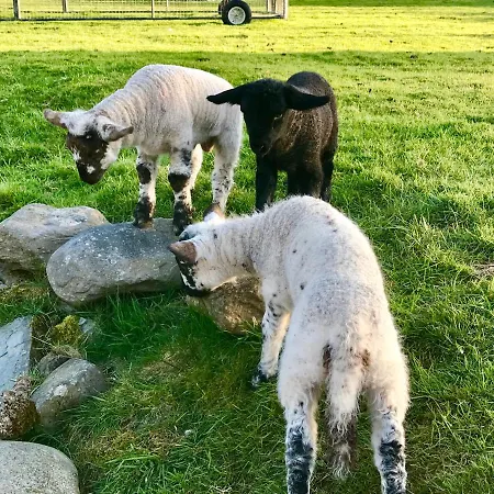 Frühstückspension Niblick Bantry