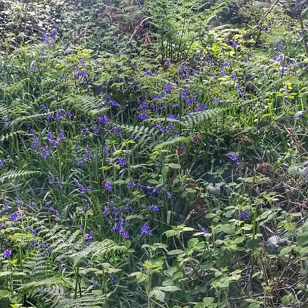 Frühstückspension Niblick