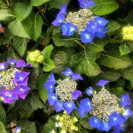 Frühstückspension Niblick 4*