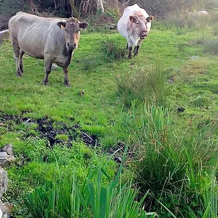 Niblick Frühstückspension Bantry