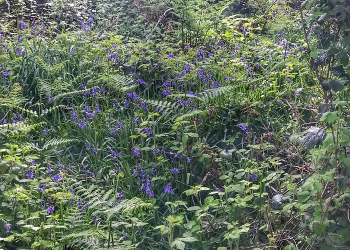 Bed & Breakfast Niblick