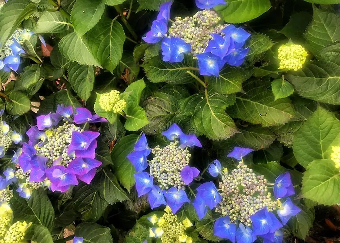 Bed & Breakfast Niblick 4*